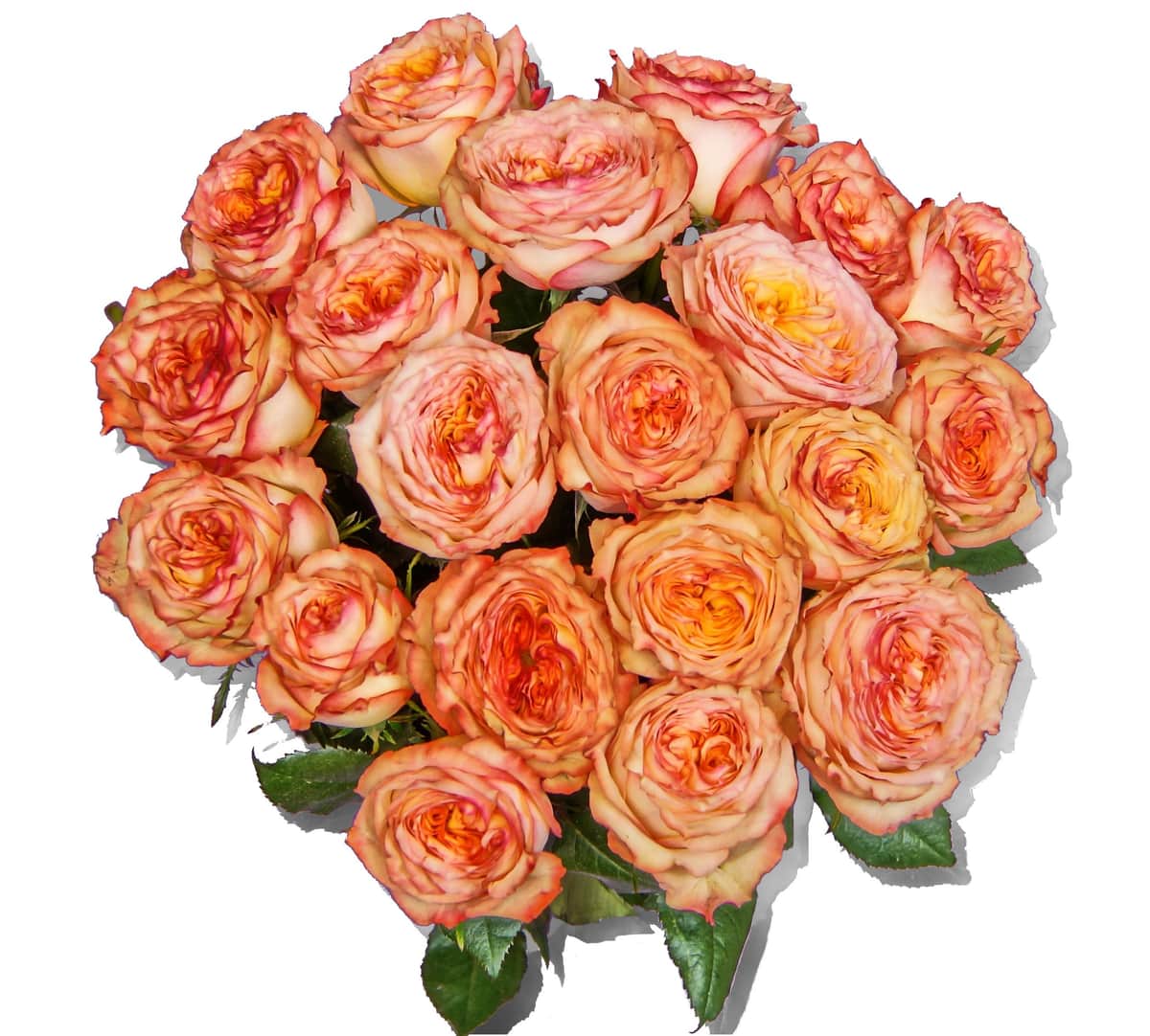 Jean – Gartenrosen in Apricot – frisch gebundener Blumenstrauß