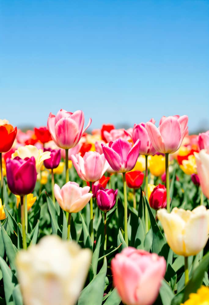 Saisonale Sträuße entdecken → - Bunte saisonale Blumensträuße München